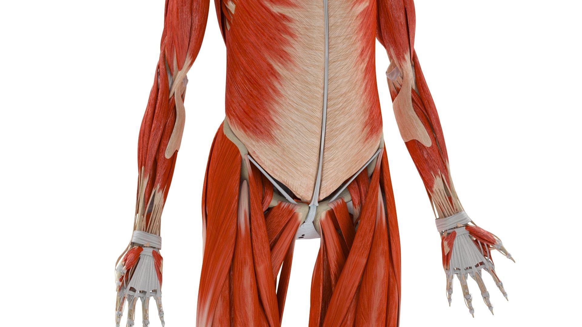 Human Musculoskeletal System 3D model_11