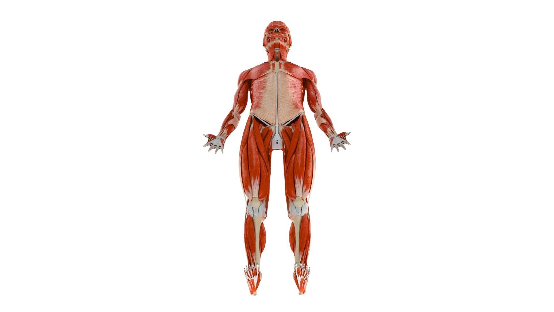 Human Musculoskeletal System 3D model_8