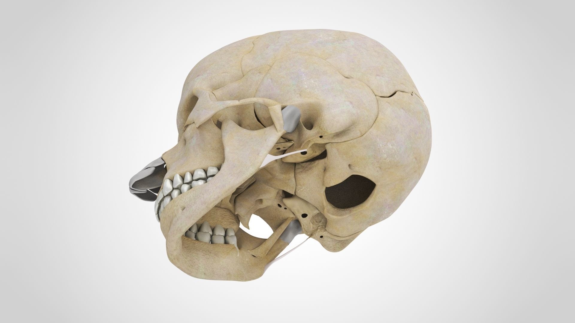 Human Musculoskeletal System 3D model_68