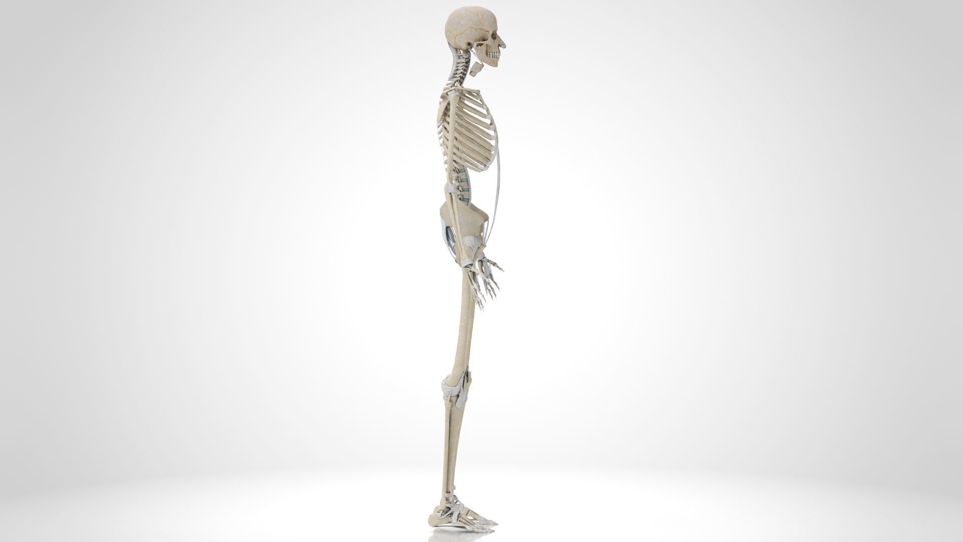 Human Musculoskeletal System 3D model_56