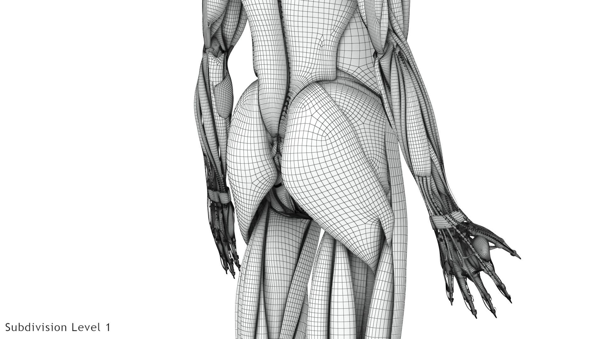Human Musculoskeletal System 3D model_34