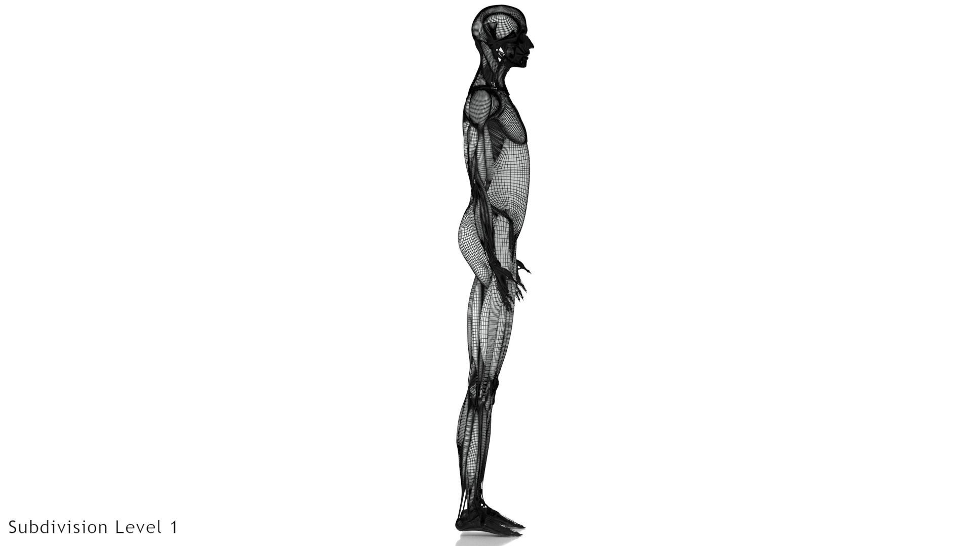 Human Musculoskeletal System 3D model_28