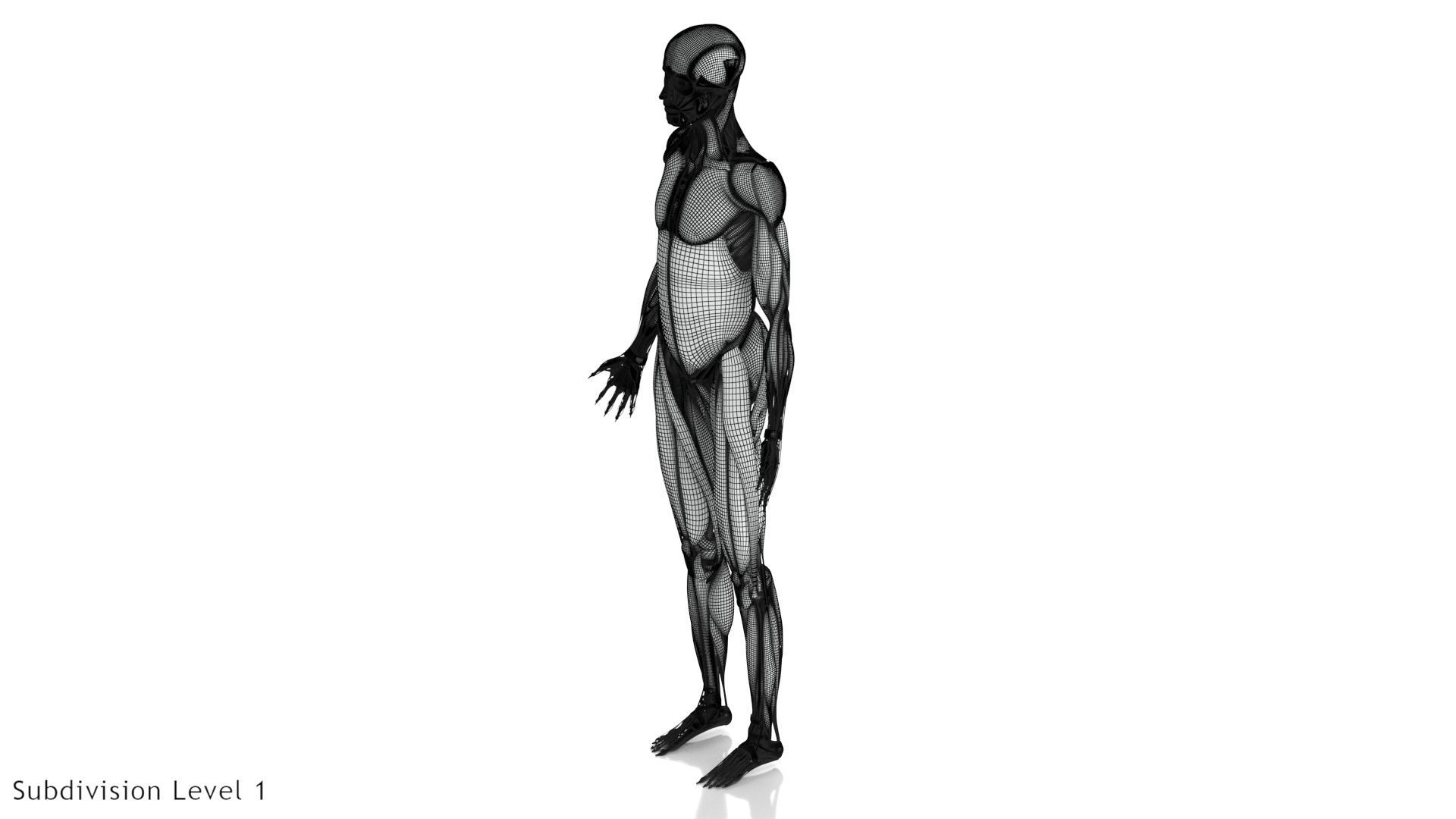 Human Musculoskeletal System 3D model_26