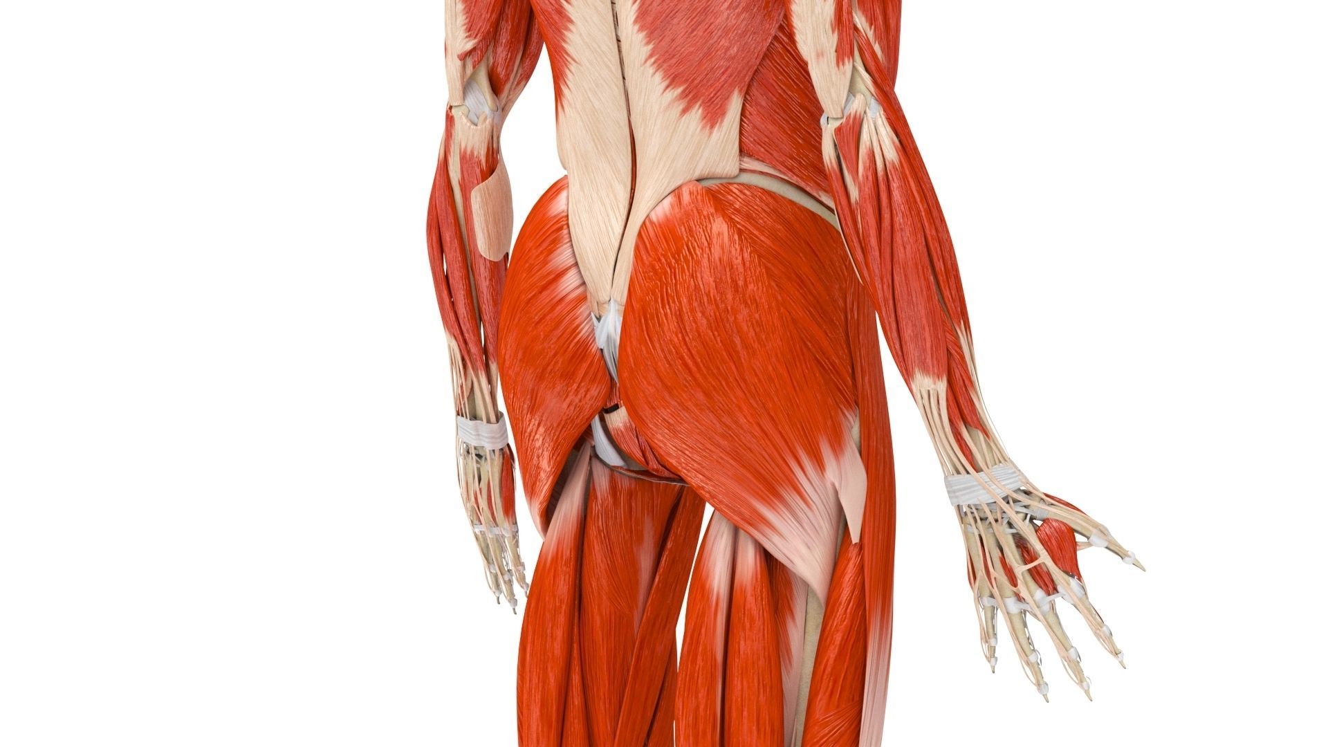 Human Musculoskeletal System 3D model_10