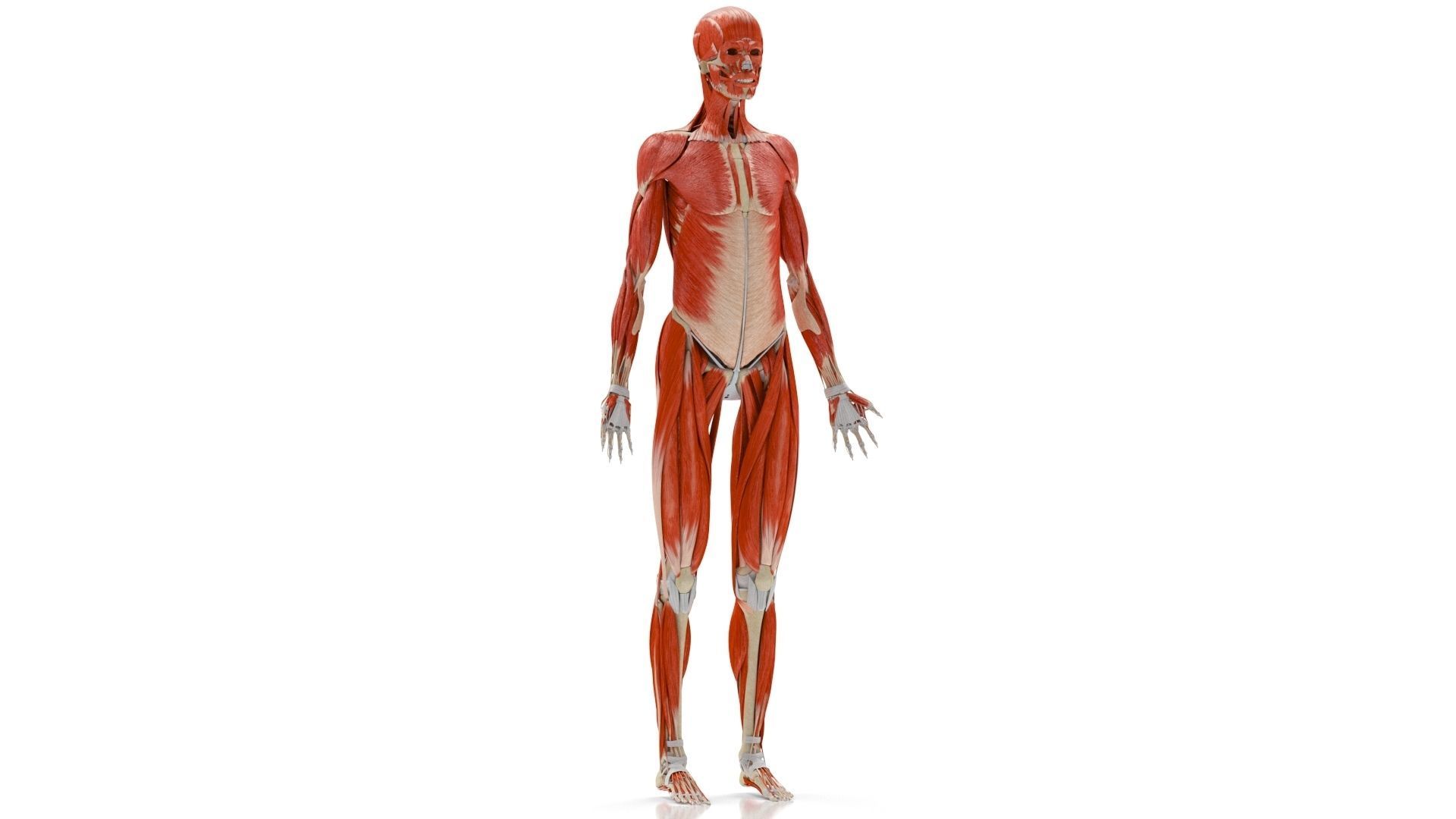 Human Musculoskeletal System 3D model_4