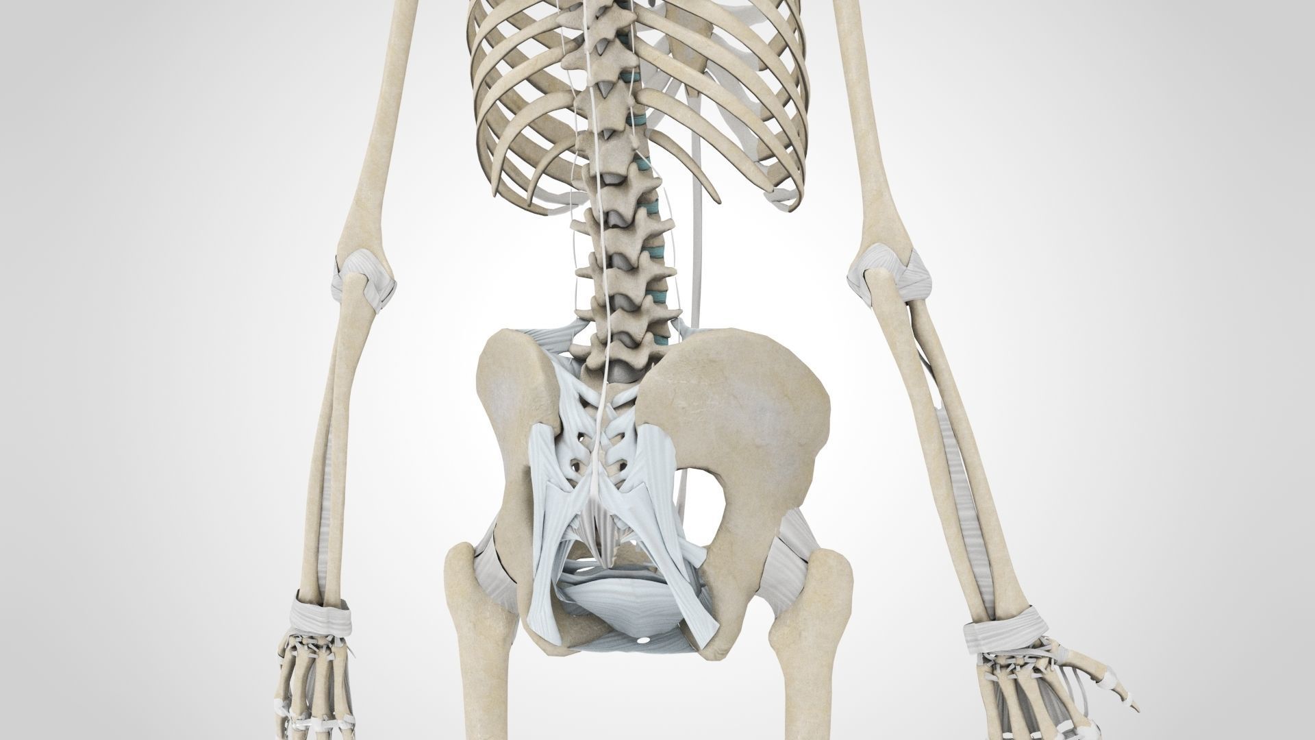Human Musculoskeletal System 3D model_50
