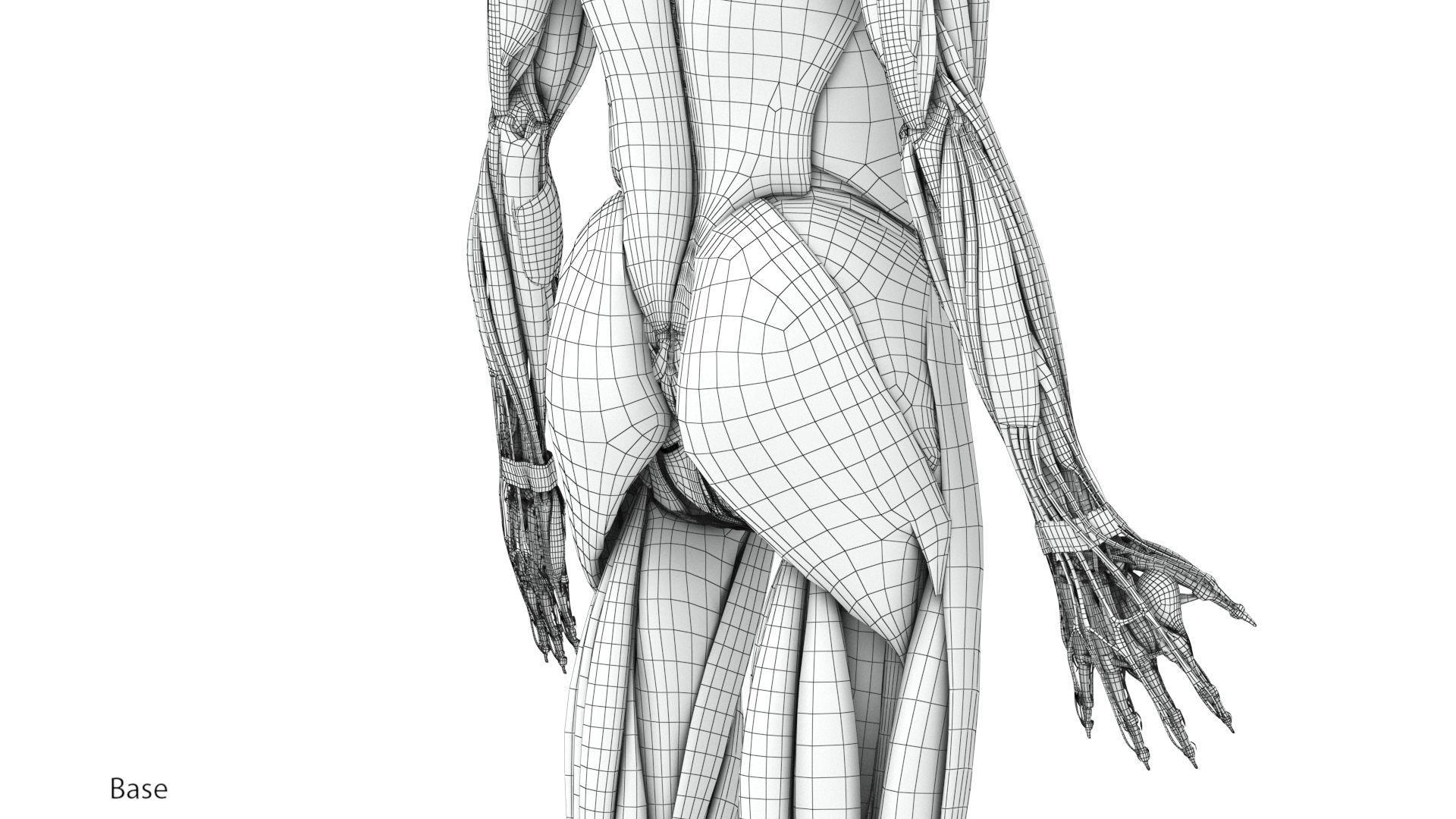 Human Musculoskeletal System 3D model_33