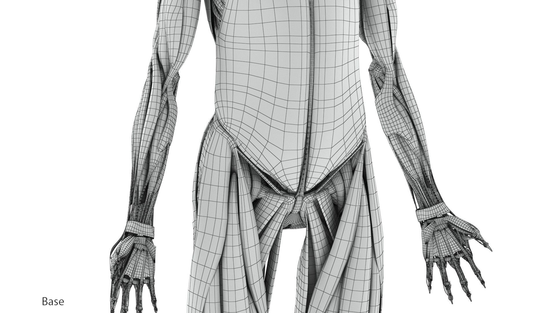 Human Musculoskeletal System 3D model_35