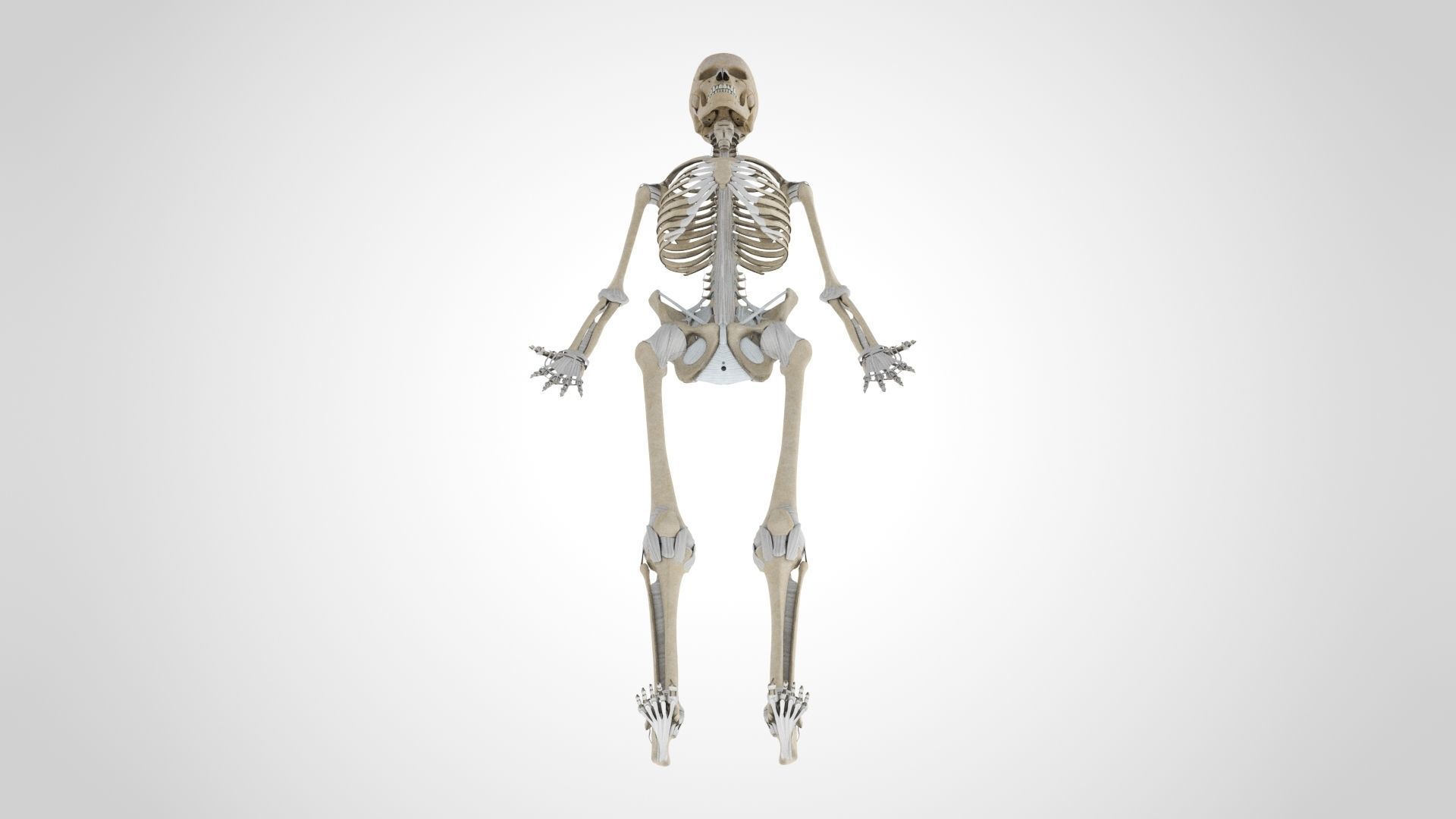 Human Musculoskeletal System 3D model_58