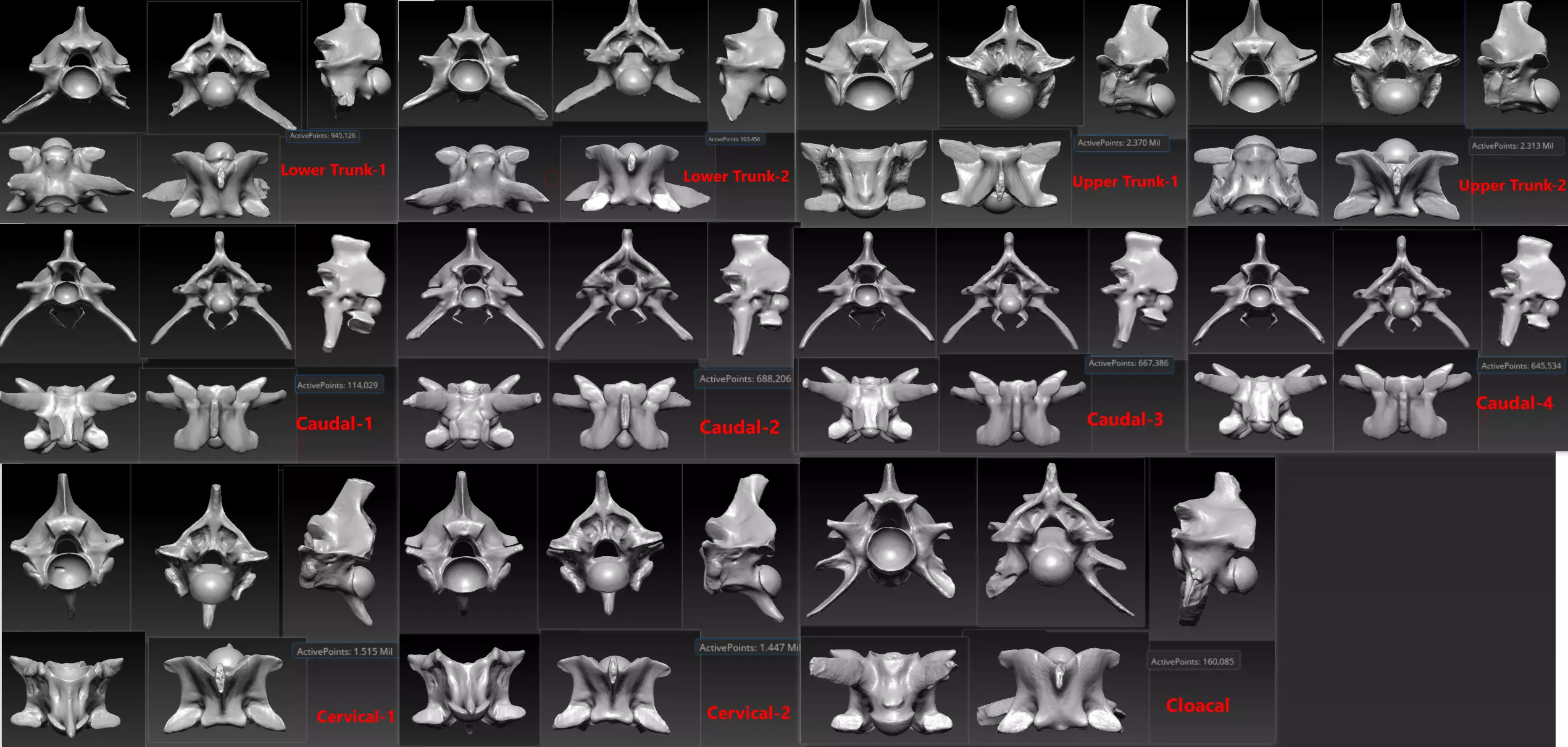 11 Snake Bones Set Skeleton Scanned Accurate Printable Replicas 3D print model_0