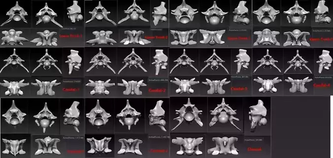 11 Snake Bones Set Skeleton Scanned Accurate Printable Replicas 3D print model