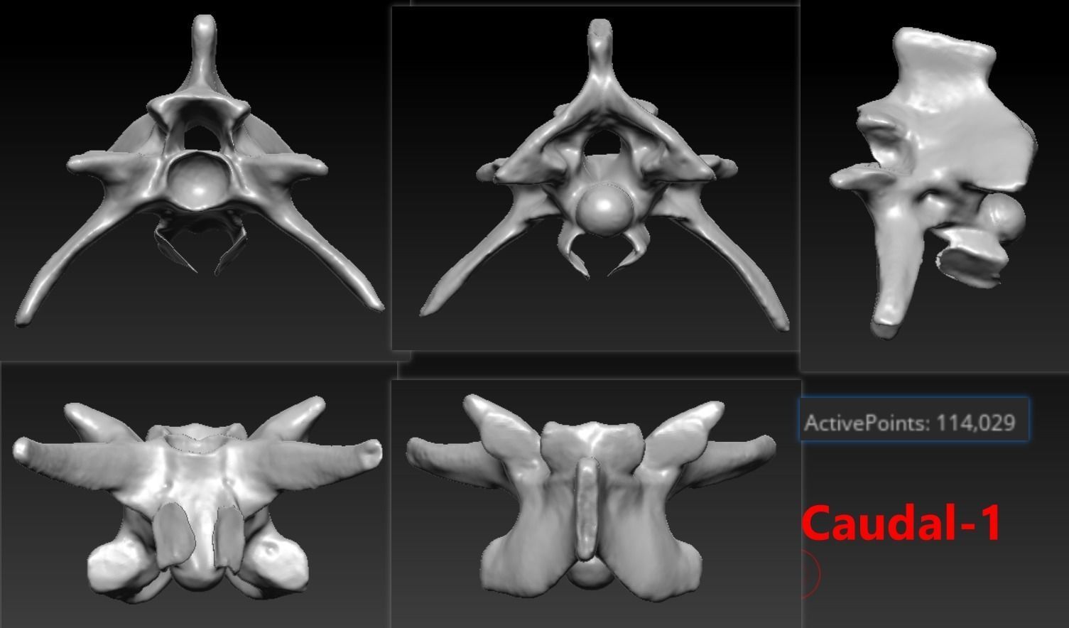 11 Snake Bones Set Skeleton Scanned Accurate Printable Replicas 3D print model_5