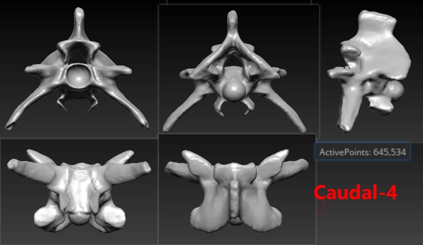 11 Snake Bones Set Skeleton Scanned Accurate Printable Replicas 3D print model_2