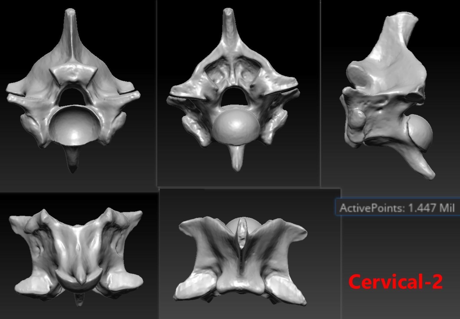 11 Snake Bones Set Skeleton Scanned Accurate Printable Replicas 3D print model_8