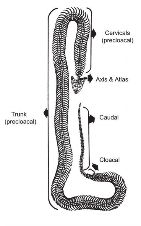 11 Snake Bones Set Skeleton Scanned Accurate Printable Replicas 3D print model_13