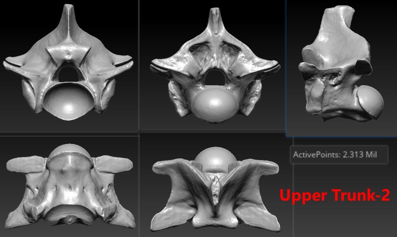 11 Snake Bones Set Skeleton Scanned Accurate Printable Replicas 3D print model_12