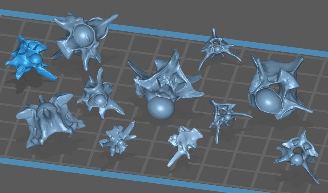 11 Snake Bones Set Skeleton Scanned Accurate Printable Replicas 3D print model_1