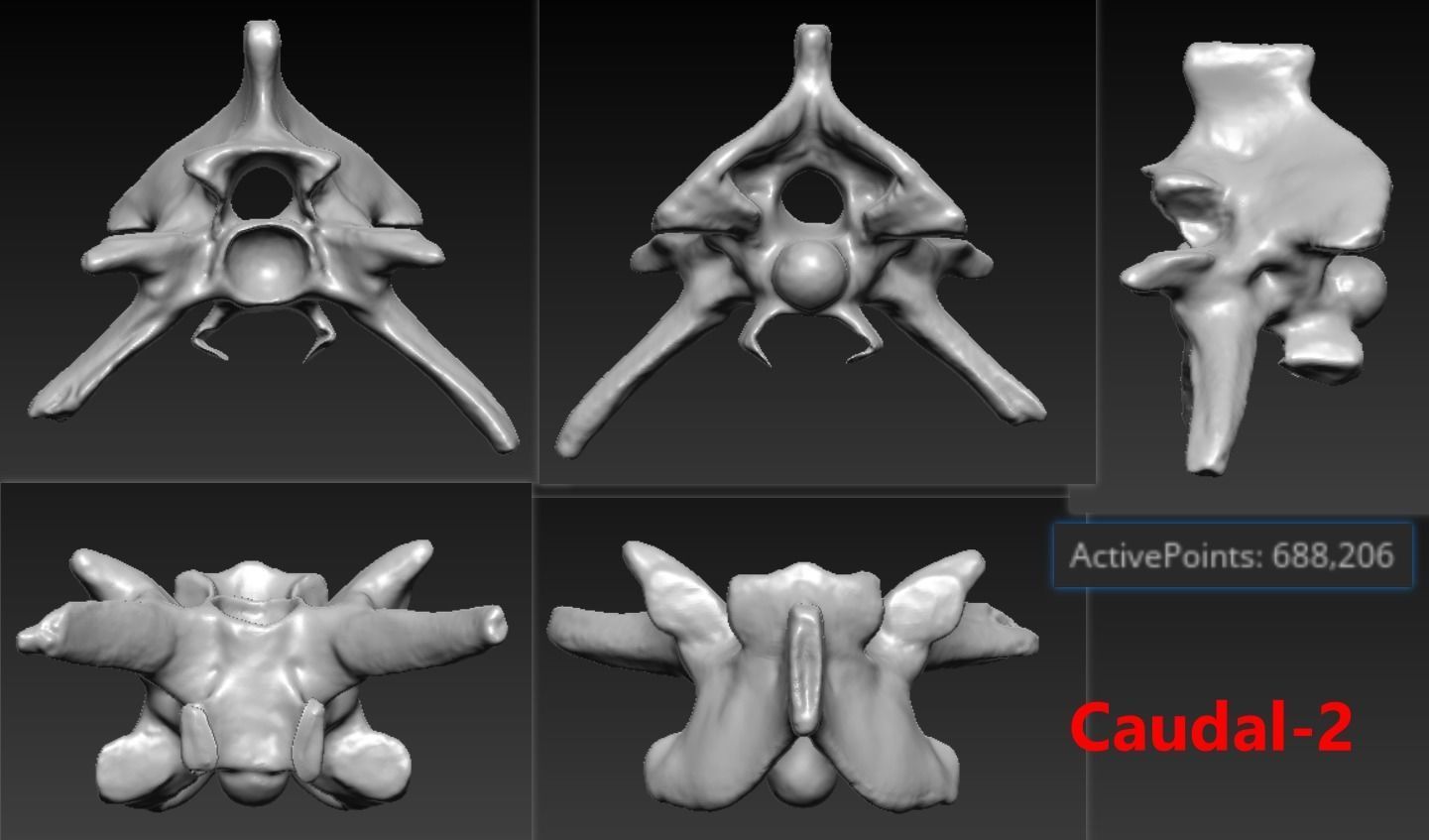 11 Snake Bones Set Skeleton Scanned Accurate Printable Replicas 3D print model_6