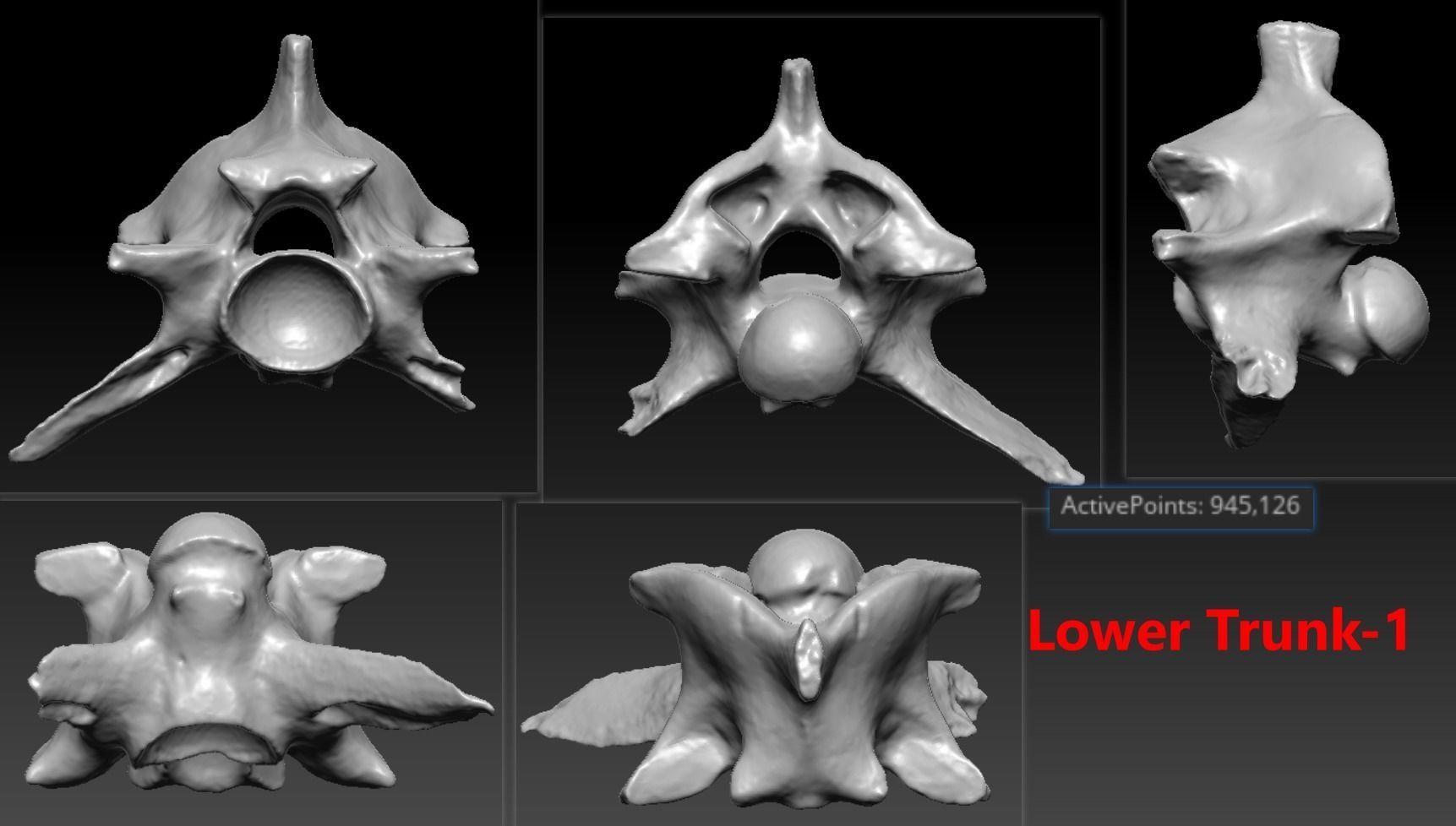 11 Snake Bones Set Skeleton Scanned Accurate Printable Replicas 3D print model_3