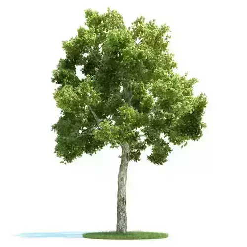 White Barked Model Tree