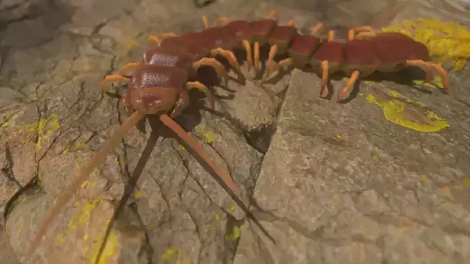 Centipede Rigged and Animated 3D model Low-poly 3D model