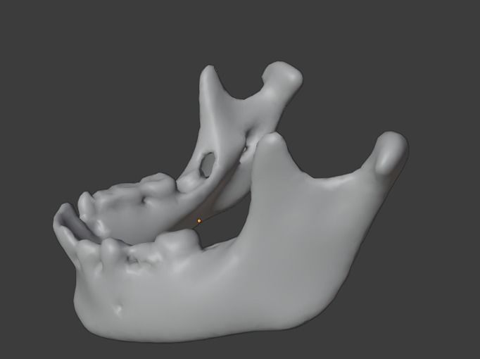 mandible human jaw Free 3D model_4