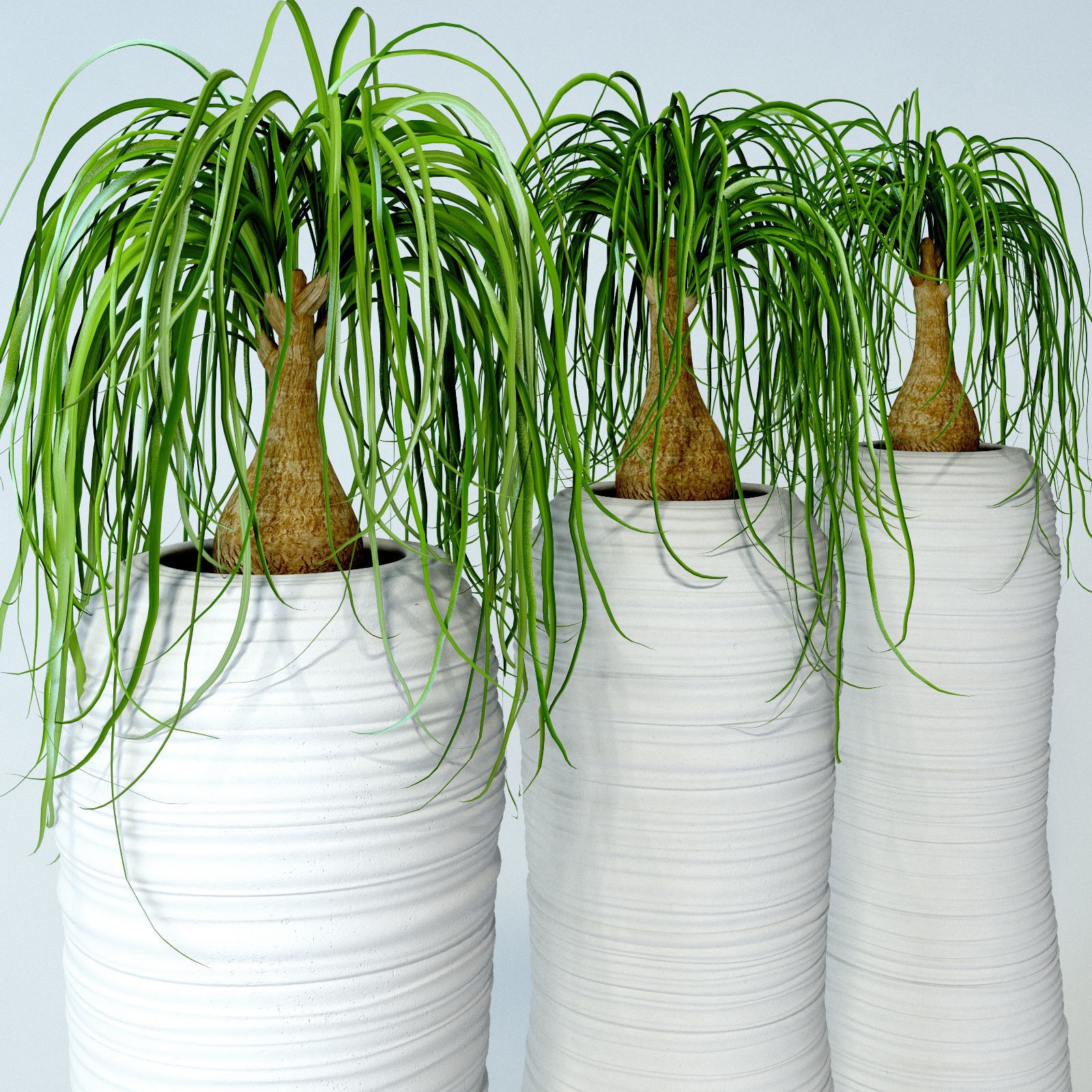 Nolina palm in white pot 3D model_1