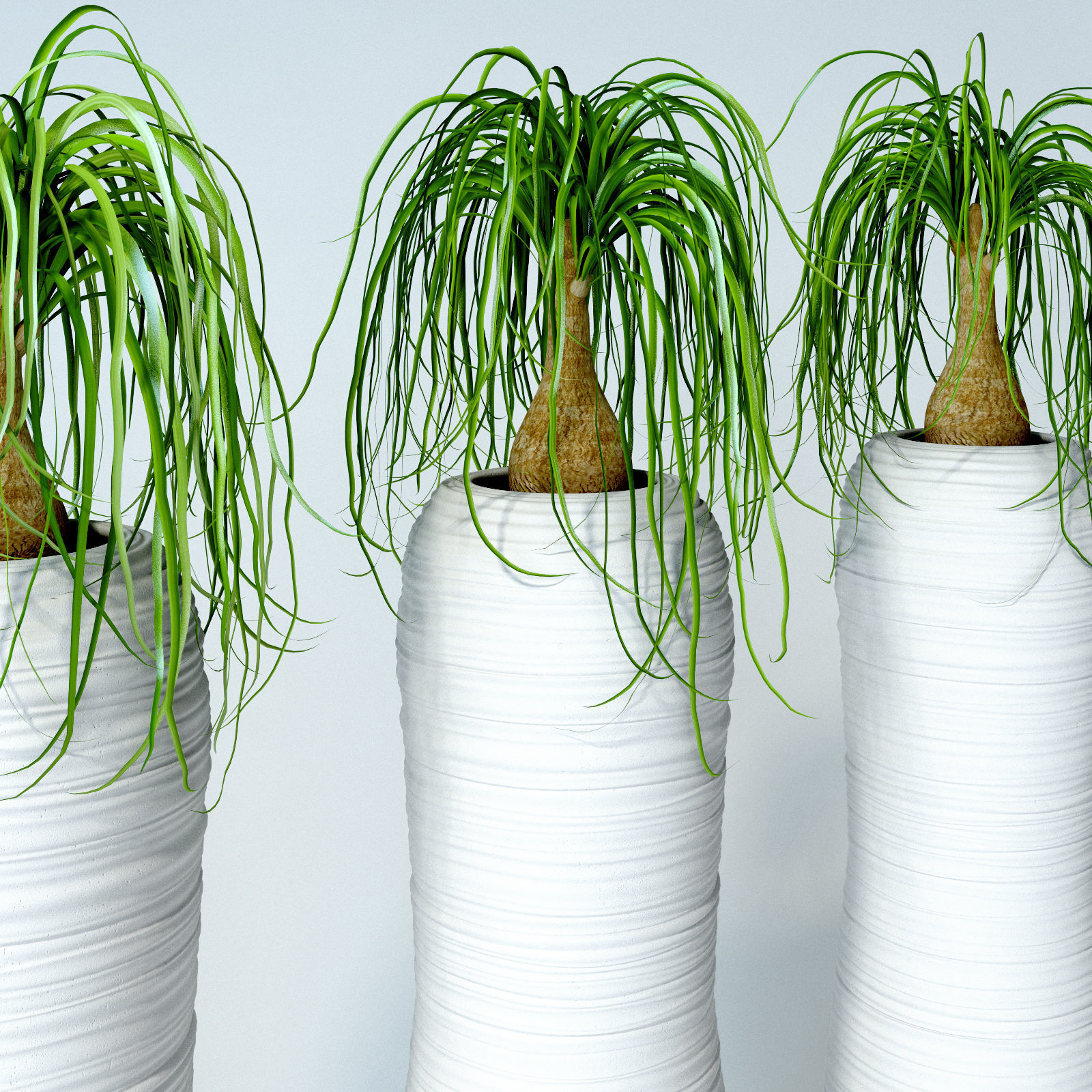 Nolina palm in white pot 3D model_2
