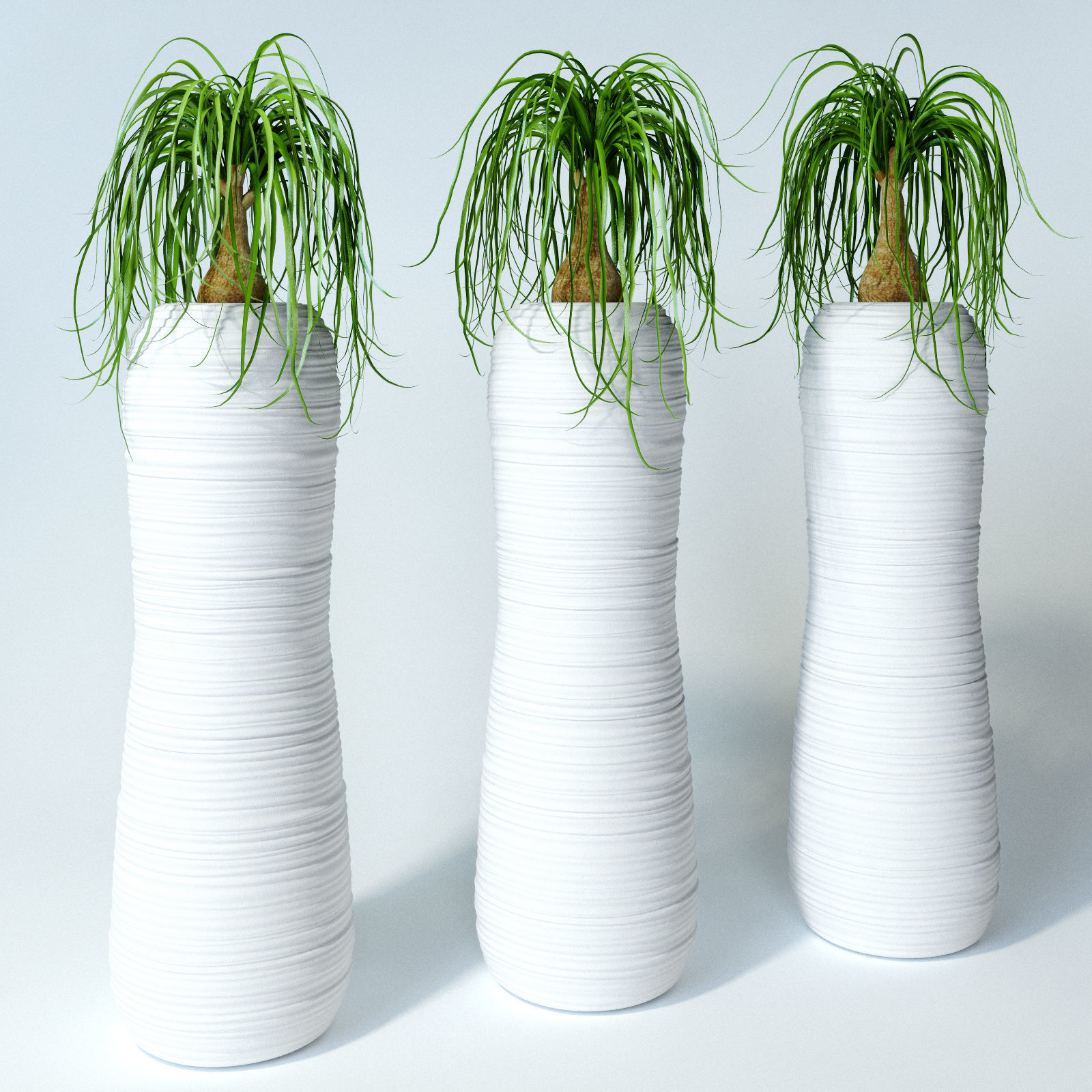 Nolina palm in white pot 3D model_0