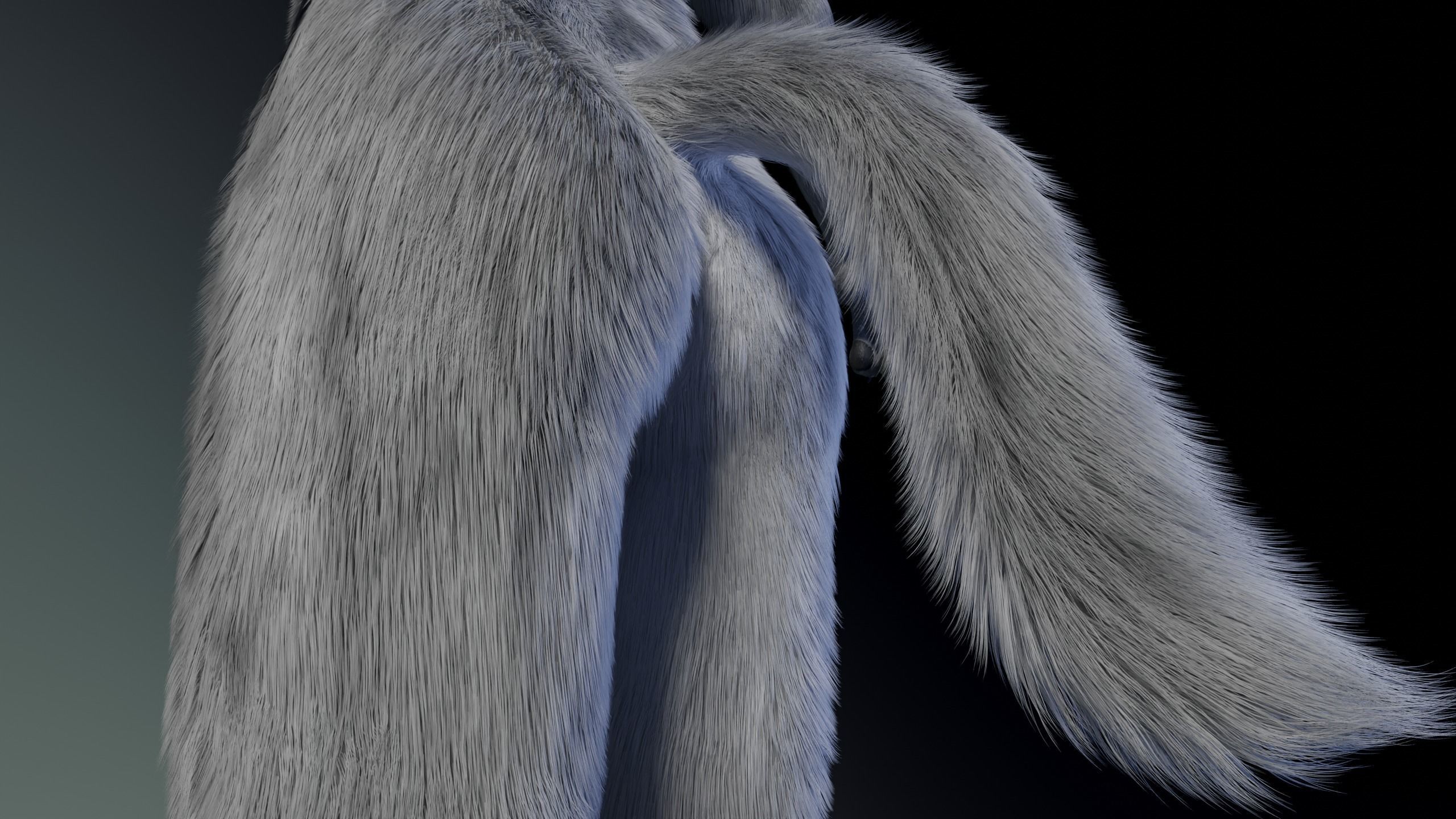 Richard Anthro Wolf 3D model_12