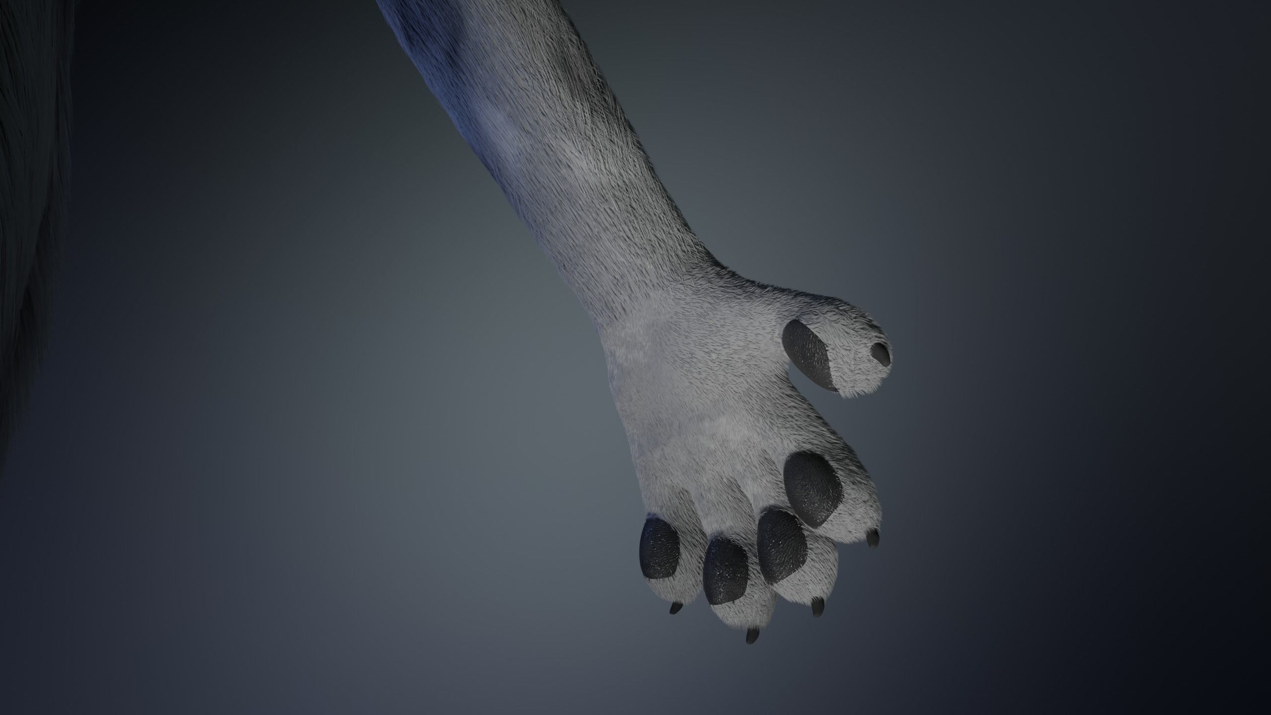 Richard Anthro Wolf 3D model_9