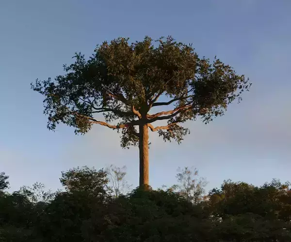 Ceiba  Pentandra Two tree set