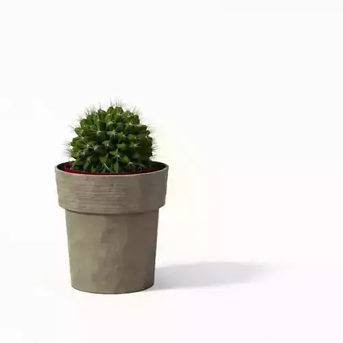 Small Potted Cactus
