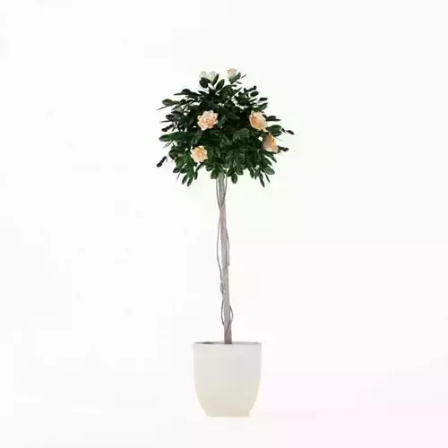 Flowering Tall Potted Plant