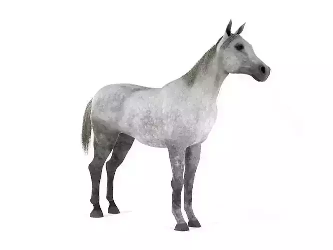 White Horse With Grey Spotting