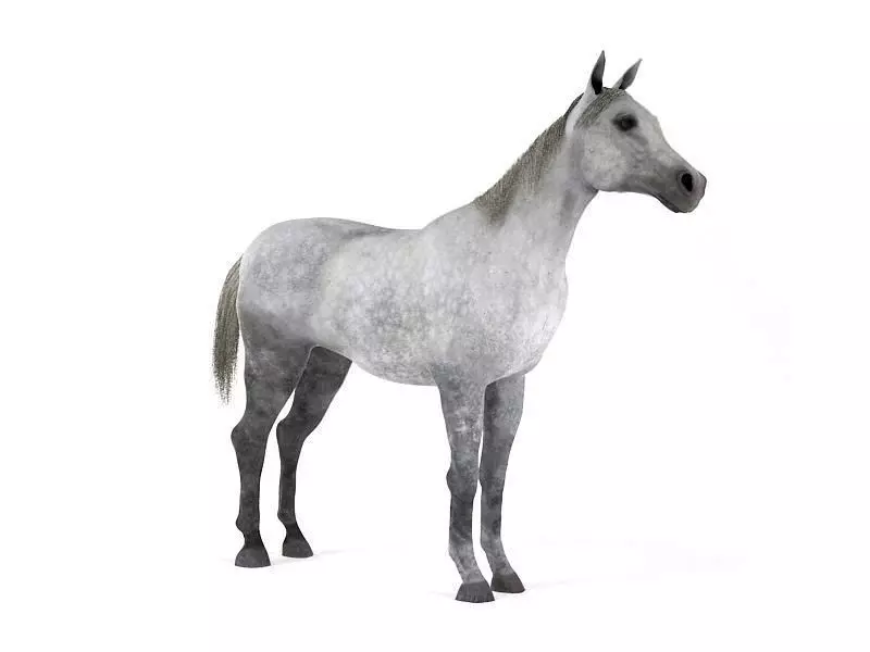 White Horse With Grey Spotting 3D model_0