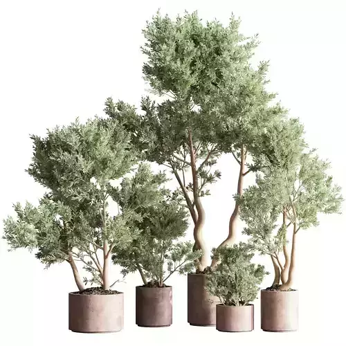 IndoorPlantSet22 eucalyptus trees in concrete pots