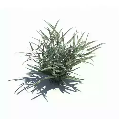 Phalaris Arundinacea Plant