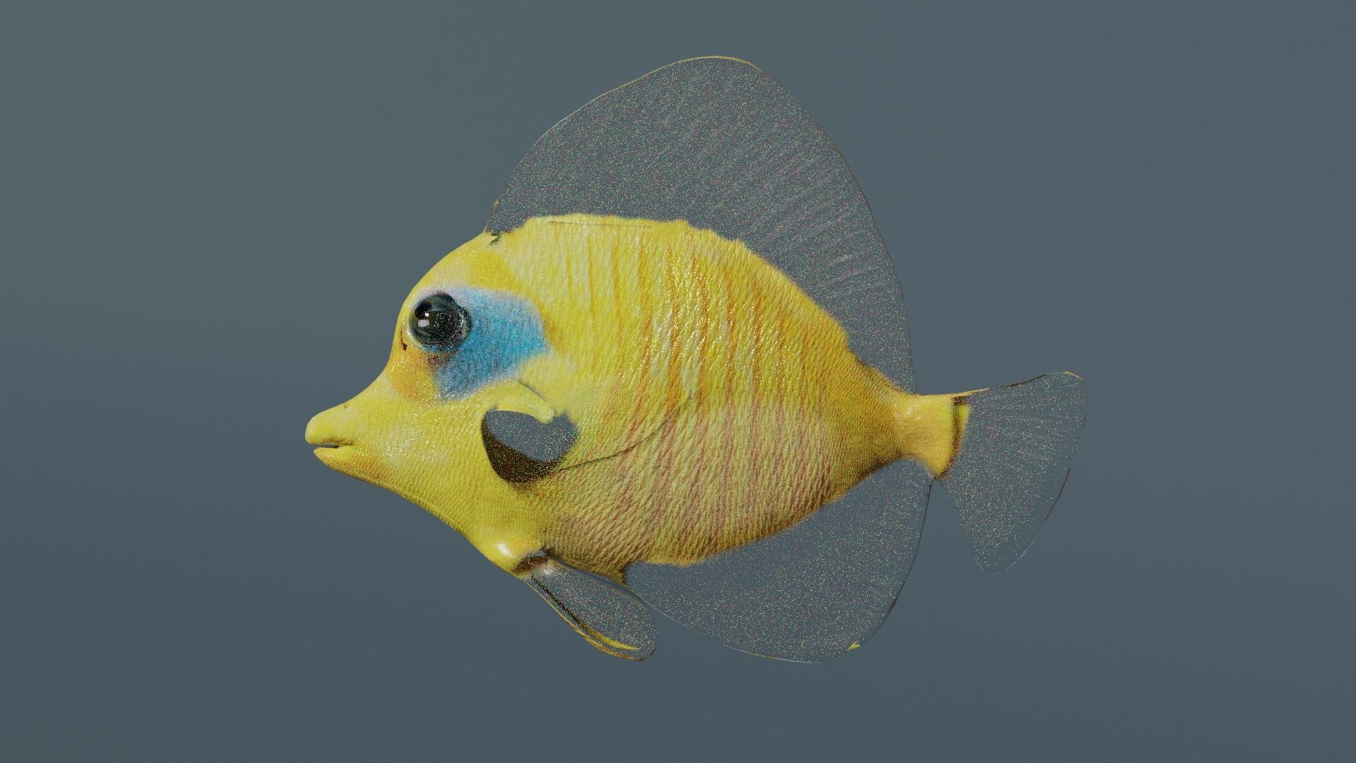 butterfly fish animated Low-poly 3D model_14