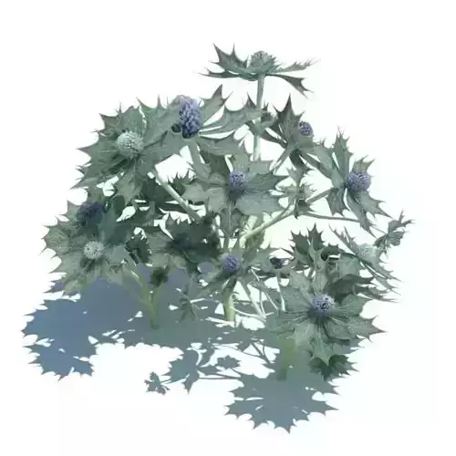 Eryngium Maritimum Plant 3D model