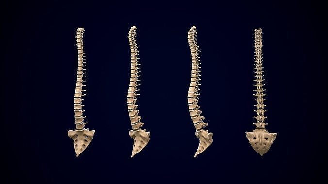 spine middle poly  Low-poly 3D model