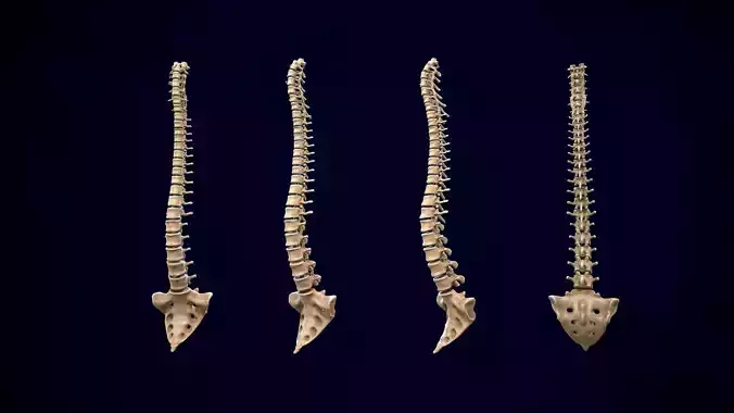 spine middle poly  Low-poly 3D model