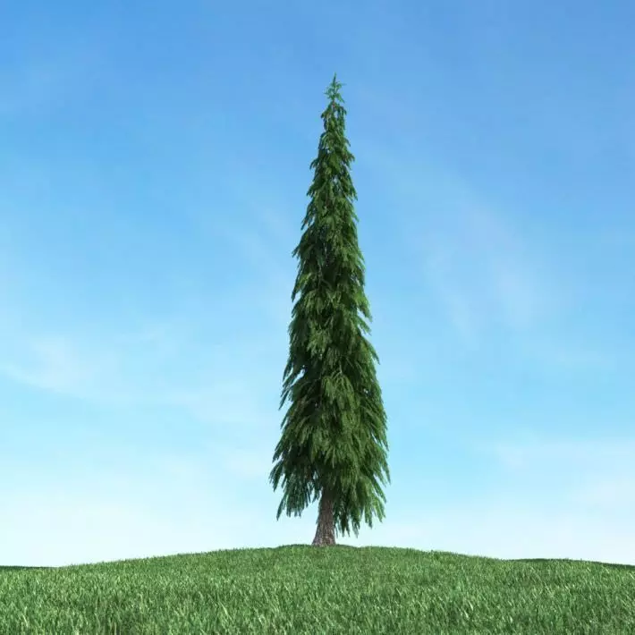 Christmas Tall Pine Tree 3D model_0