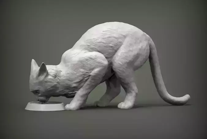 cat drinks milk