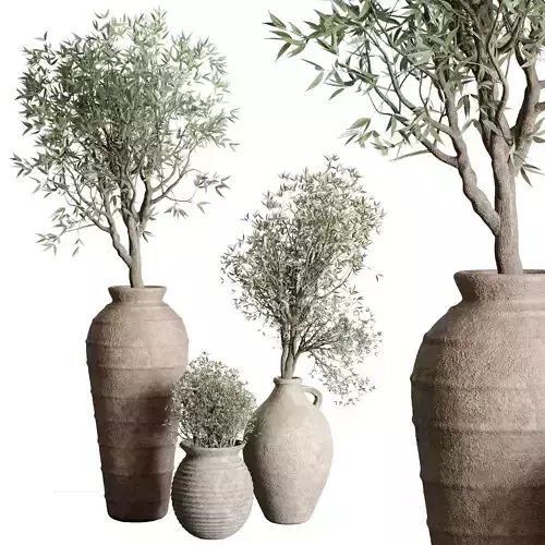 Olive tree in an old earthenware vase indoor collection