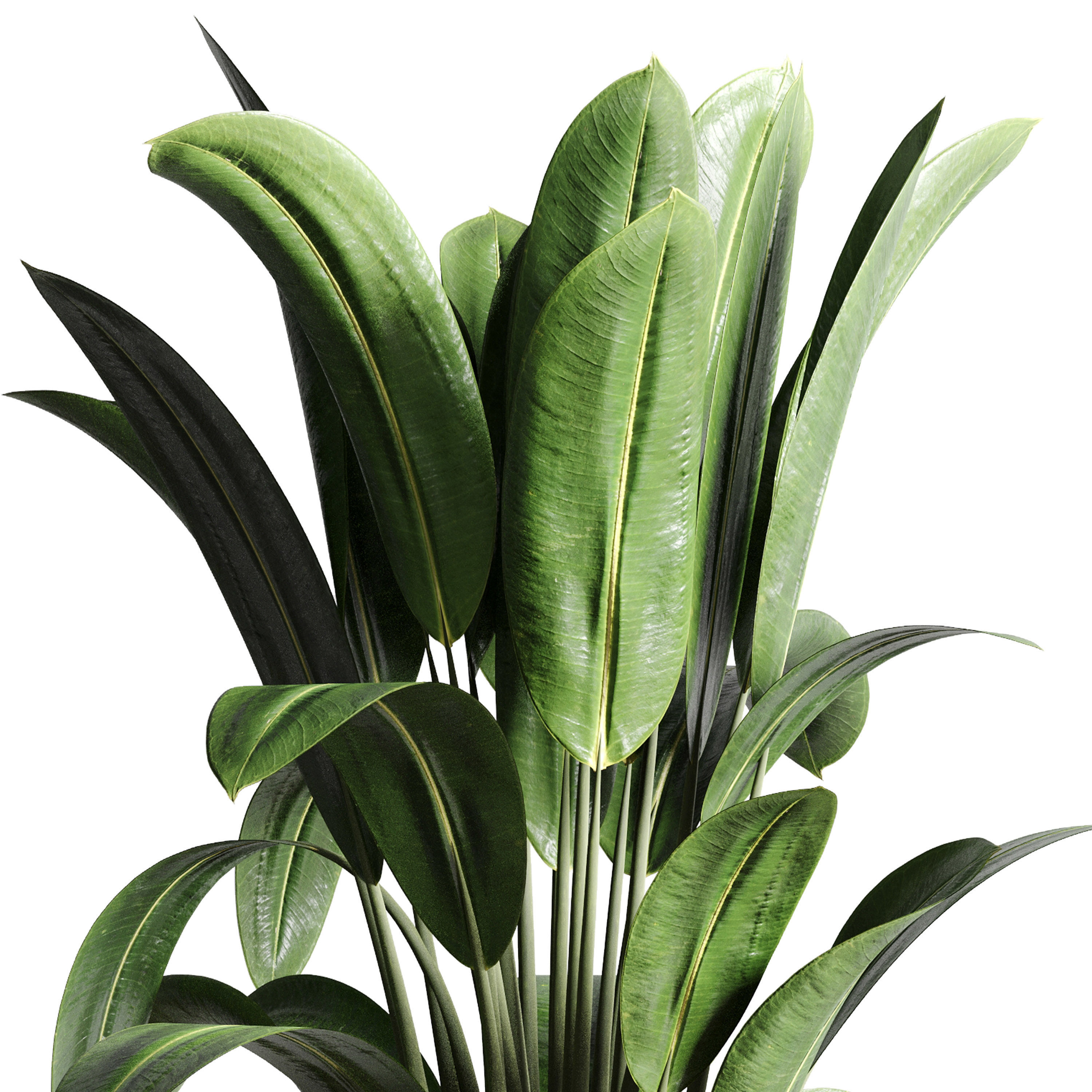 Ficus Rubbery plant by concrete dirt vase with handle 3D model_3