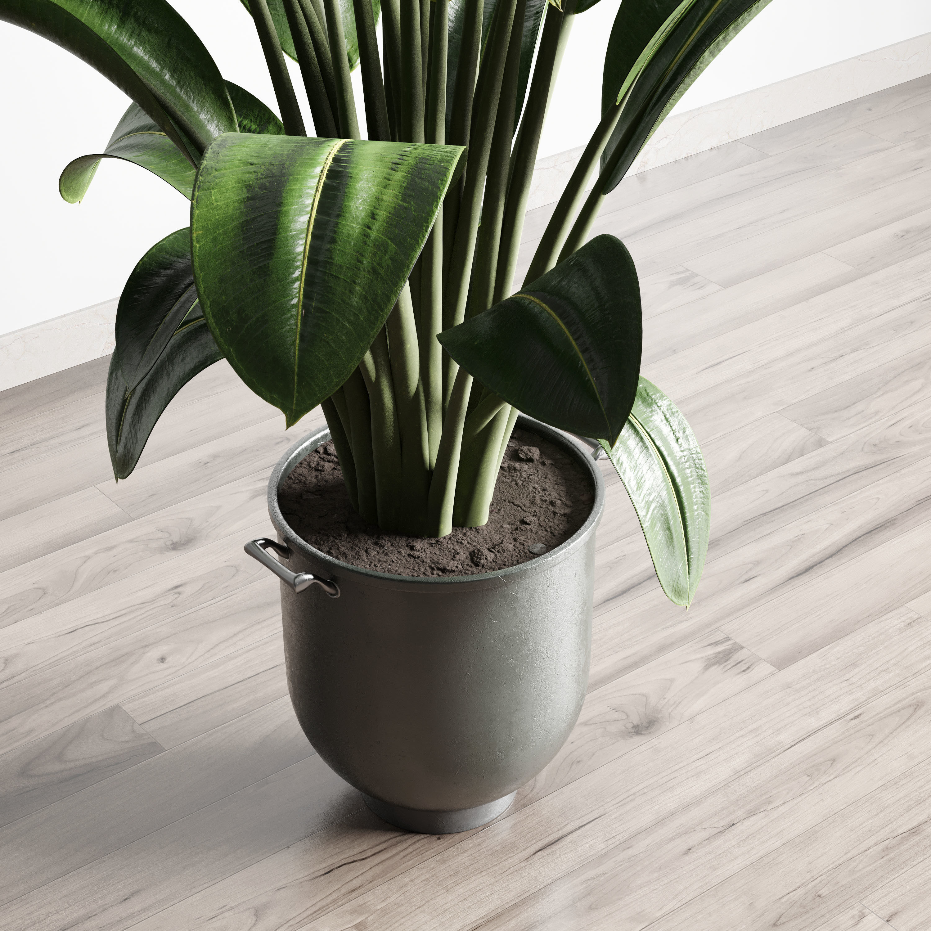 Ficus Rubbery plant by concrete dirt vase with handle 3D model_1