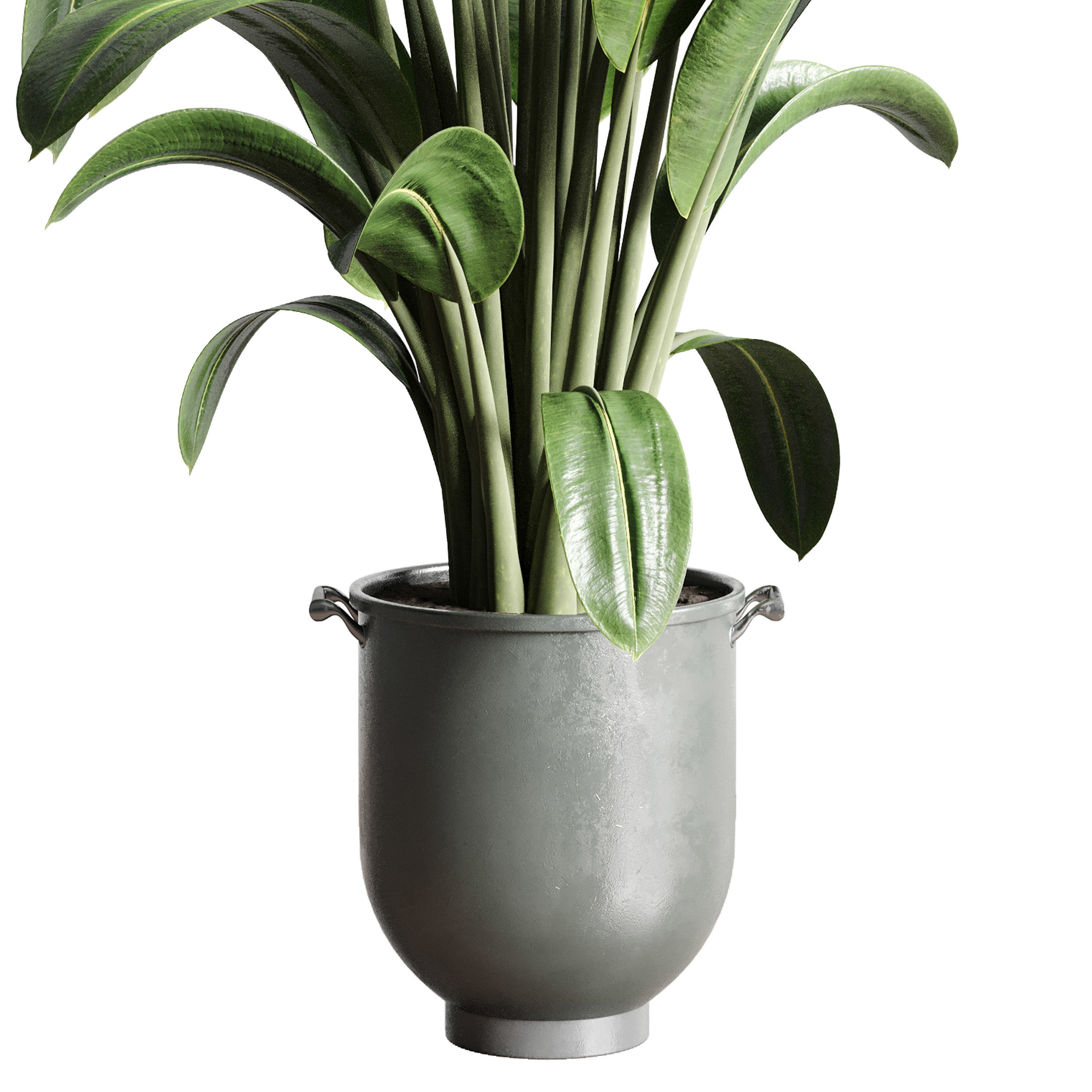Ficus Rubbery plant by concrete dirt vase with handle 3D model_2
