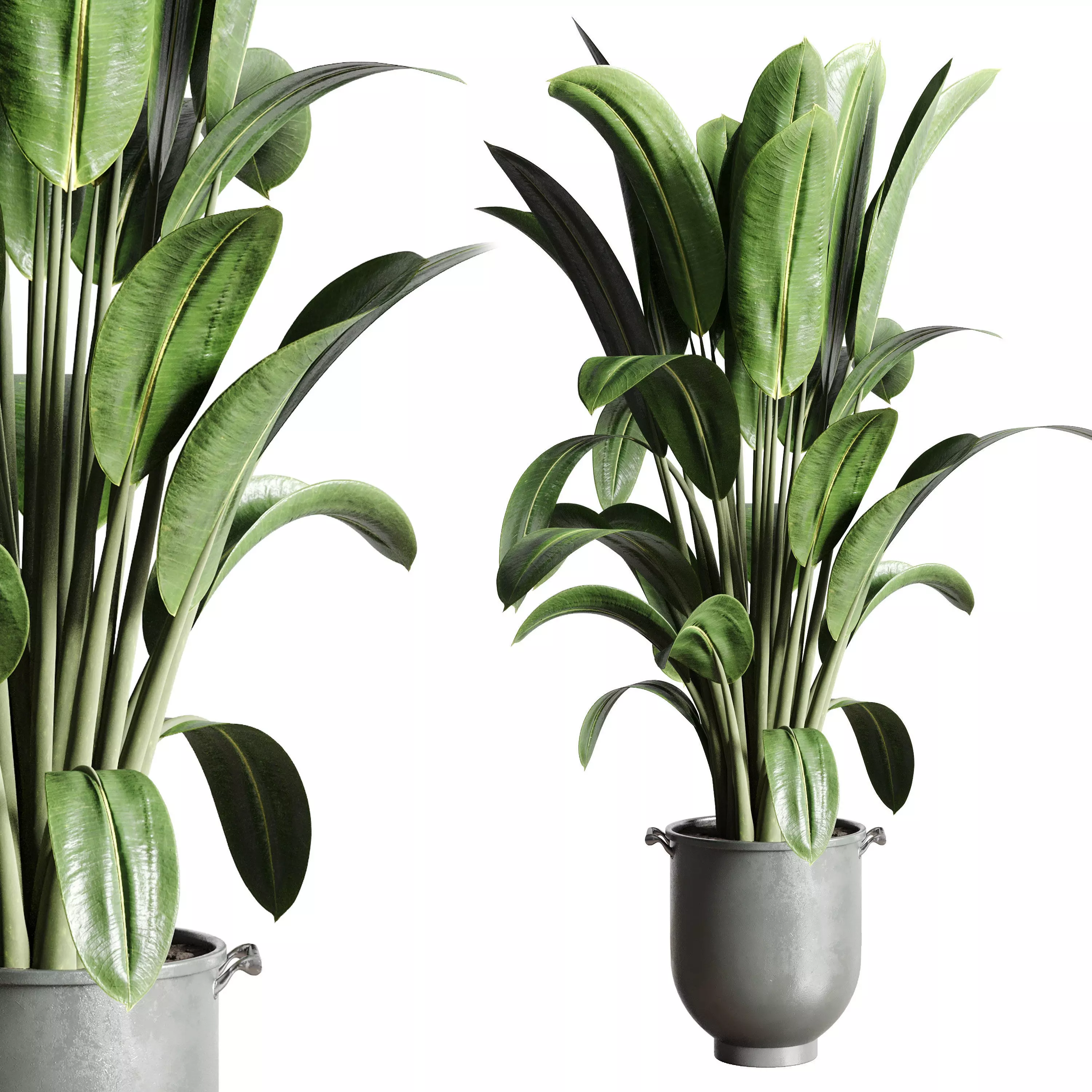 Ficus Rubbery plant by concrete dirt vase with handle 3D model_0