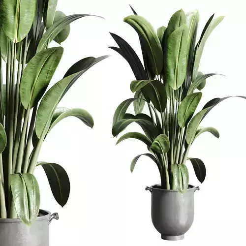 Ficus Rubbery plant by concrete dirt vase with handle